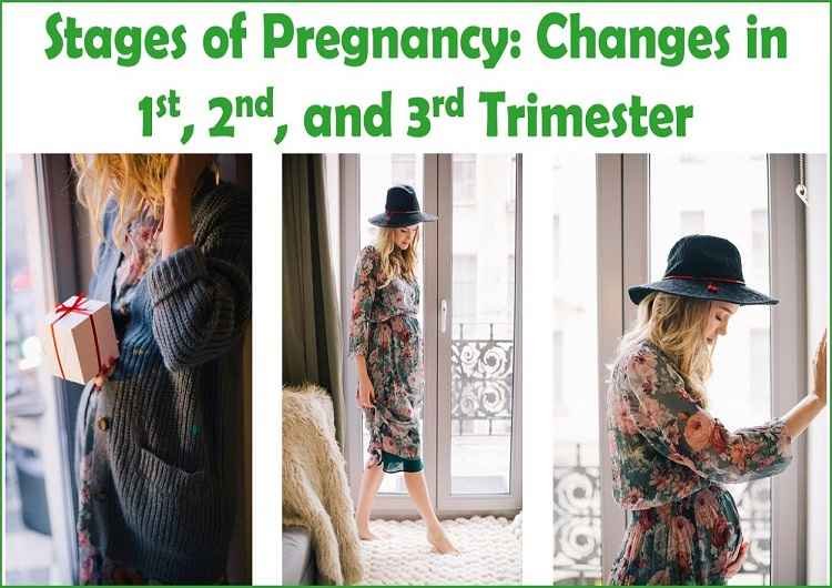 Stages of Pregnancy: Changes in 1st, 2nd & 3rd Trimester 3 stages-of-pregnancy-trimester
