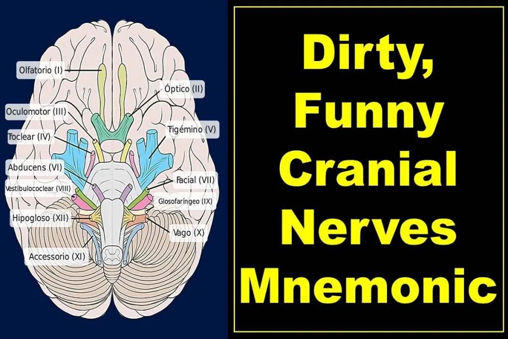 12 Cranial Nerves Mnemonics: Dirty, Funny Acronym Tricks 3 acronym-for-cranial-nerves-mnemonic-dirty-funny-easy-to-remember