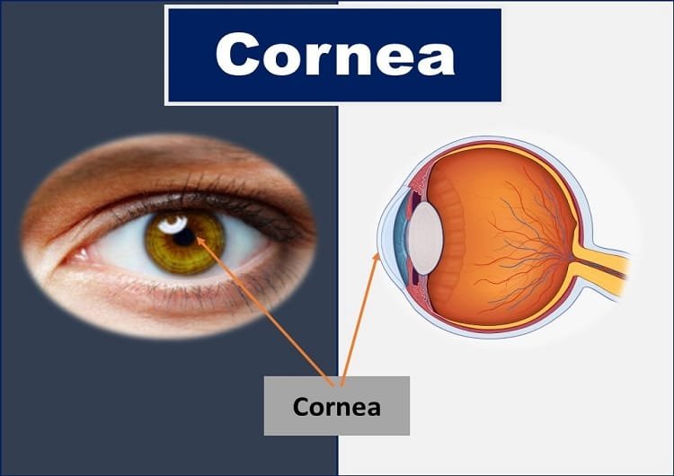 What is Cornea of Eye: Function, Definition, Anatomy, Layers 3 cornea-of-eye-definition-function-anatomy