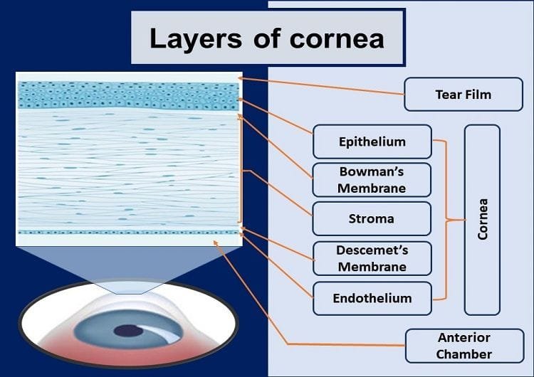 What is Cornea of Eye: Function, Definition, Anatomy, Layers 4 layers-of-cornea-anatomy
