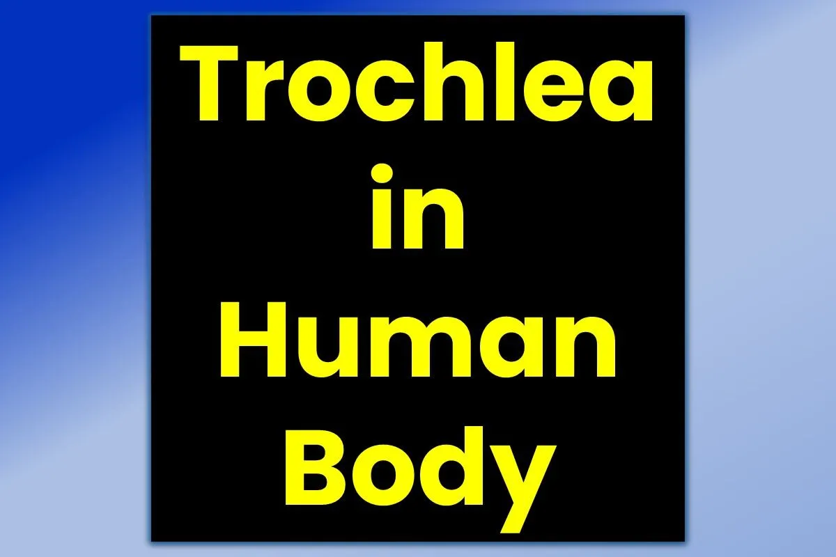 trochlea-humerus-femur-eye