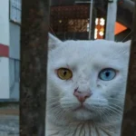 two different colored eyes central heterochromia spiritual meaning mythology superstition knee pain spiritual meaning