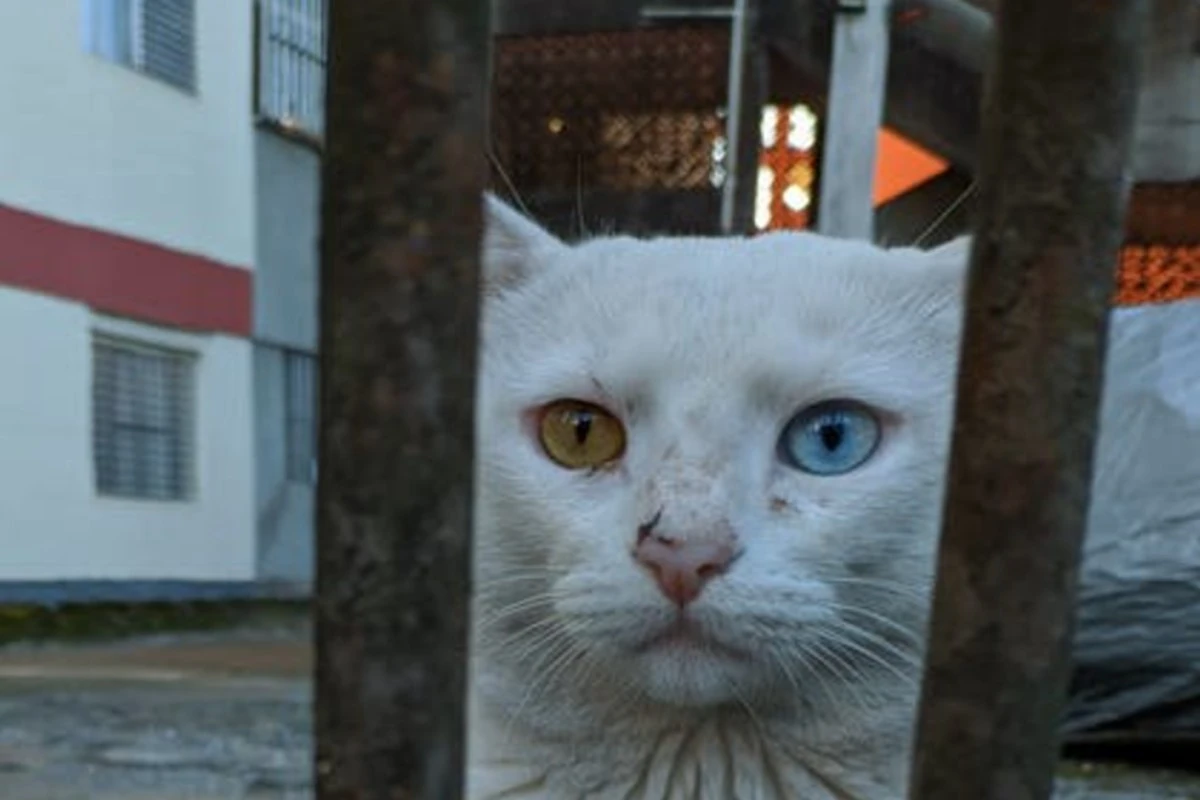 two-different-colored-eyes-central-heterochromia-spiritual-meaning-mythology-superstition