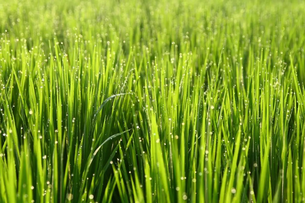 chlorophyll-spiritual-benefits-and-health-benefits